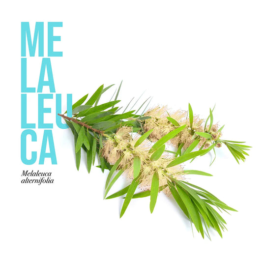Melaleuca