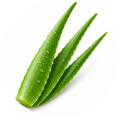 Extrato de Aloe vera