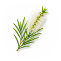 Óleo essencial de melaleuca